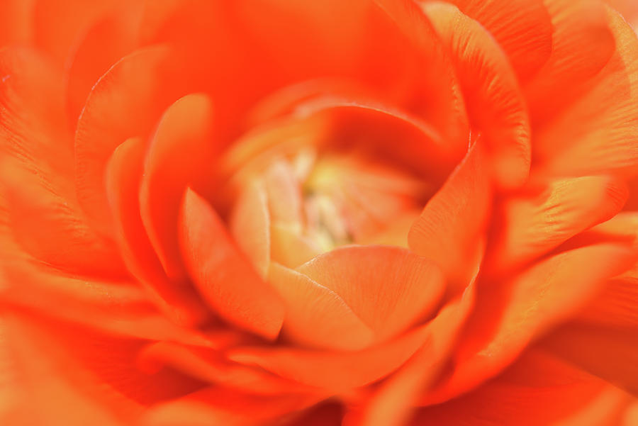 Rich Orange Begonia Photograph by Leanna Kotter