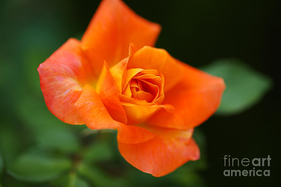 Nature Photograph - Rich Orange Full Bloom Rose by Joy Watson