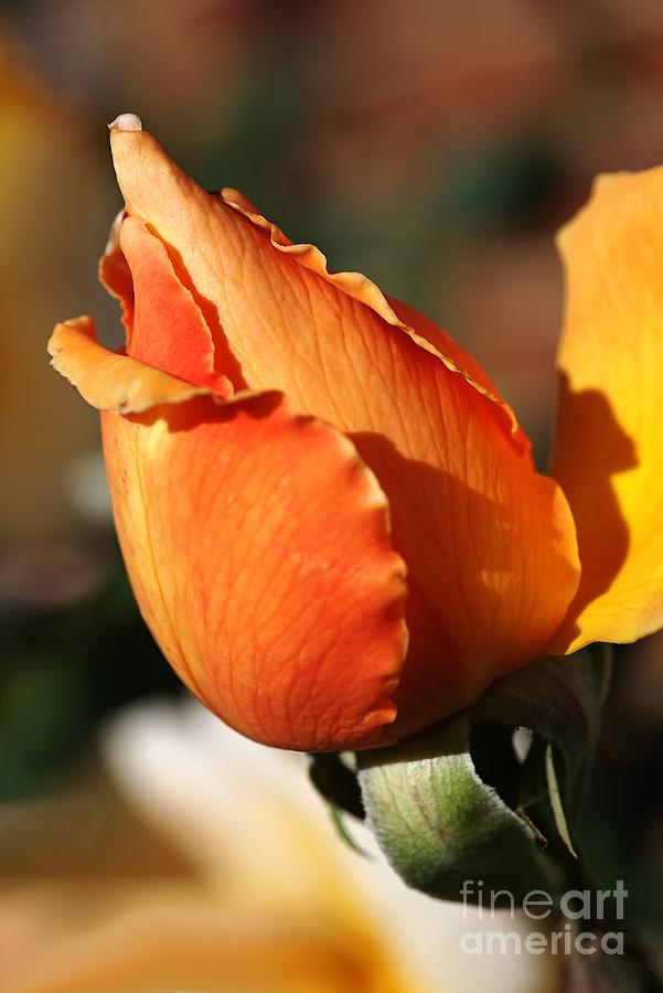 Nature Photograph - Rich Orange Rose Bud by Joy Watson
