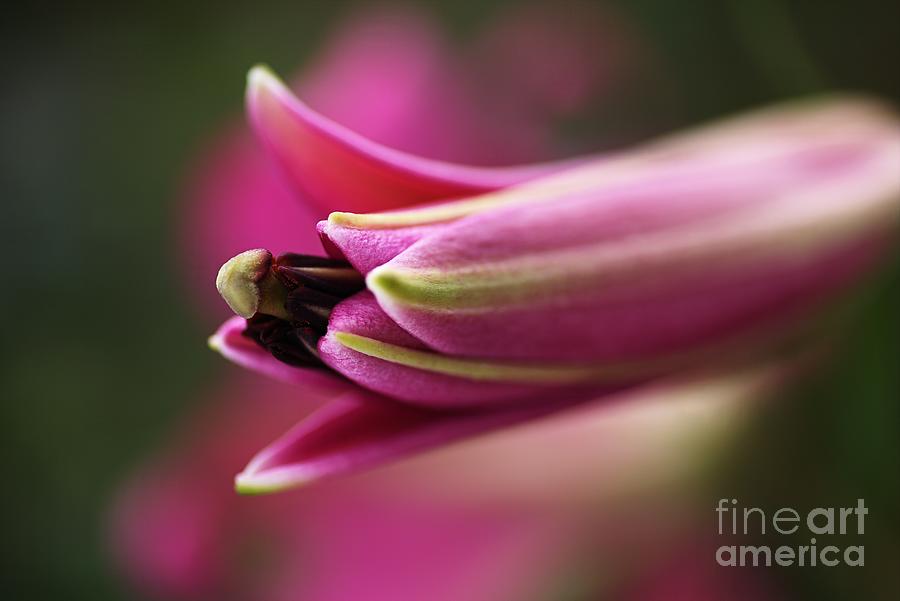 Rich Pink Lily Bud Photograph by Joy Watson