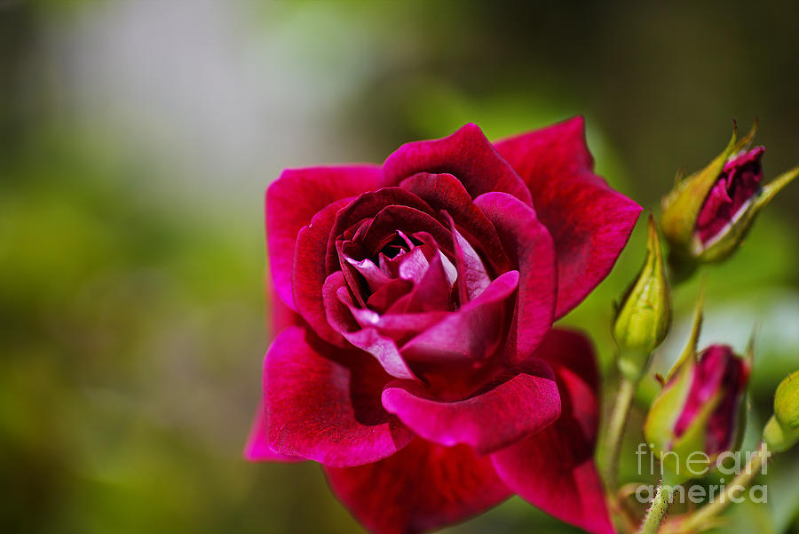 Rich Pink Rose Full Bloom  Photograph by Joy Watson