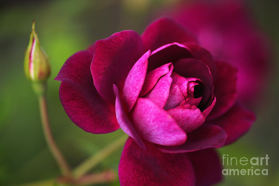 Nature Photograph - Rich Pink Rose by Joy Watson