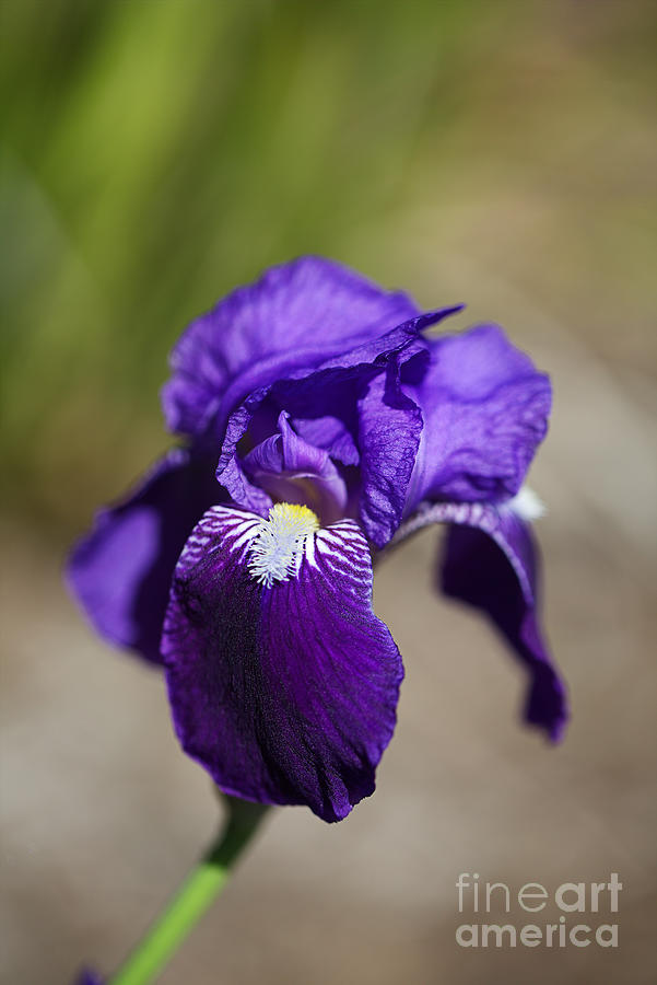 Rich Purple Bearded Iris Photograph by Joy Watson Rich Purple Bearded Iris Photograph by Joy Watson