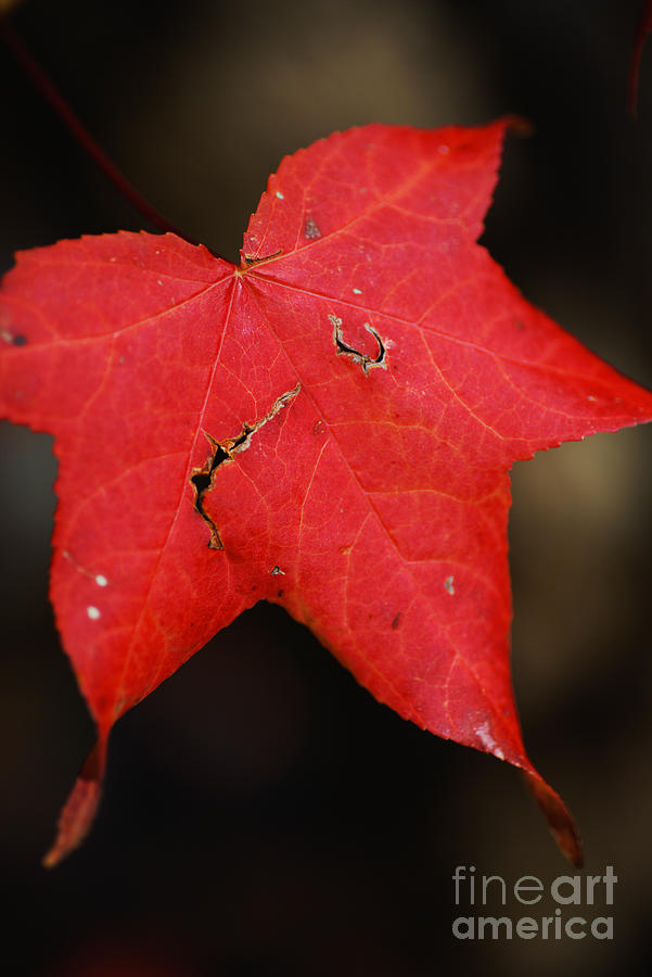 Rich Red Drama Leaf Photograph by Joy Watson