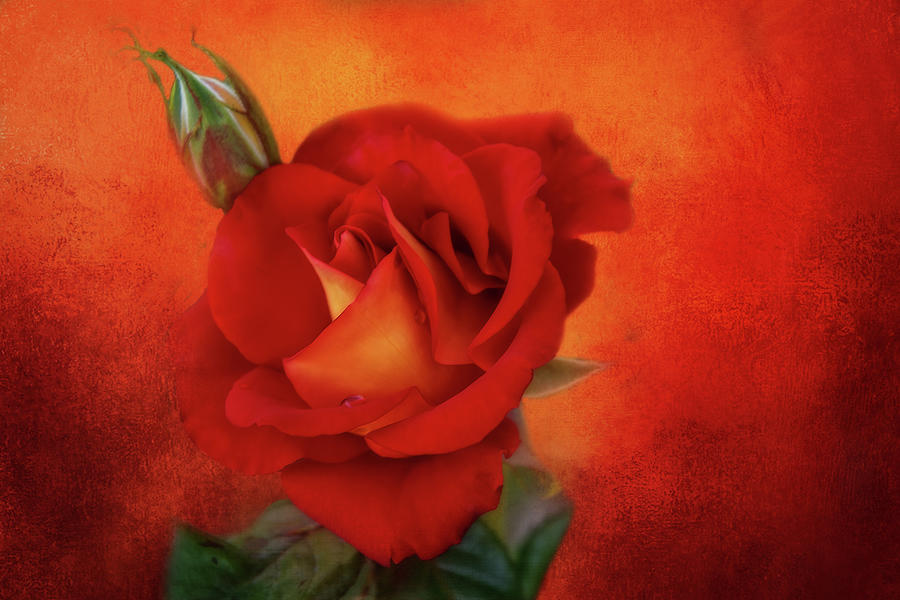 Rich Red Rose Digital Art by Terry Davis