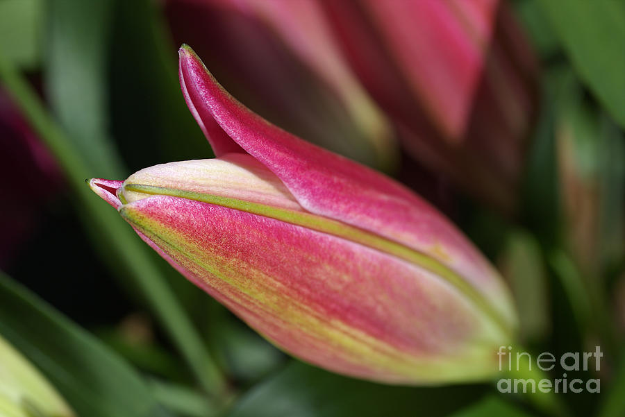 Rich Tones Of The Lily Bud Photograph by Joy Watson