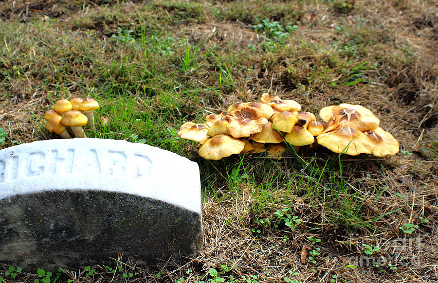 Richards Mushrooms Photograph by Frances Ferland