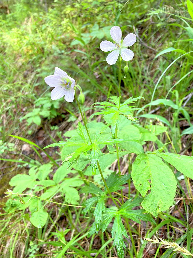 Richardsons Geranium grows in a Rocky Mountain forest floor in  Photograph by Adam Long