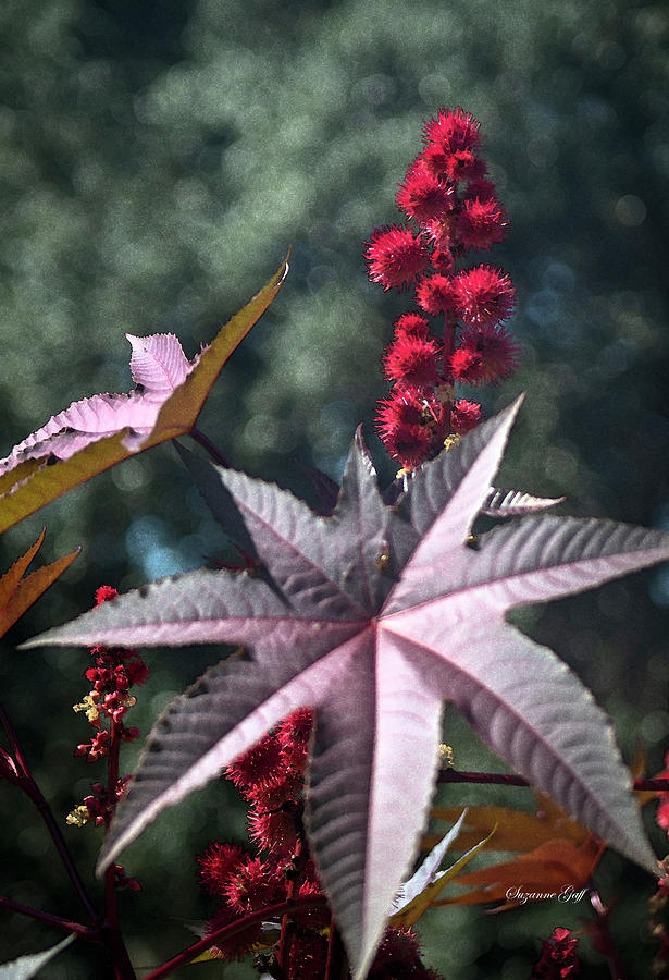 Ricinus - Castor Bean in Watercolor Photograph by Suzanne Gaff