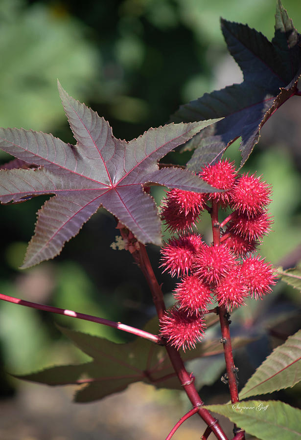 Ricinus - Castor Bean  Photograph by Suzanne Gaff