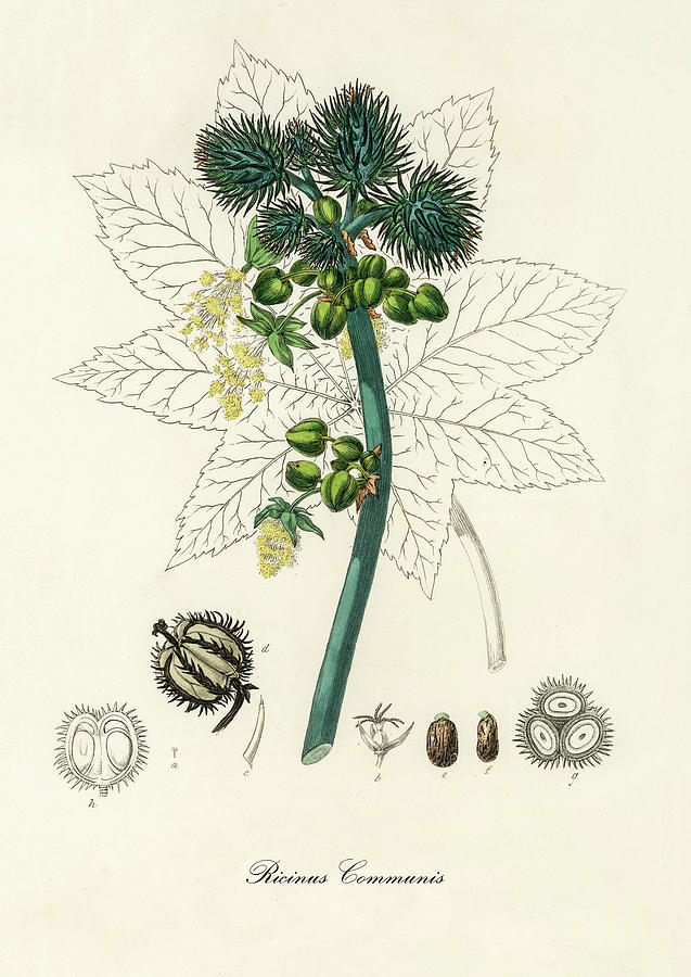 Nature Digital Art - Ricinus Commuins - Castor Oil Plant - Medical Botany - Vintage Botanical Illustration  by Studio Grafiikka