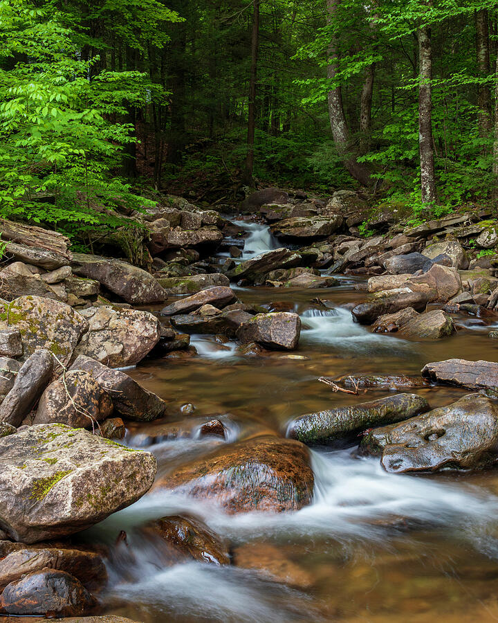 Ricketts Glen Forest Stream Photograph by Dan Sproul Ricketts Glen Forest Stream Photograph by Dan Sproul