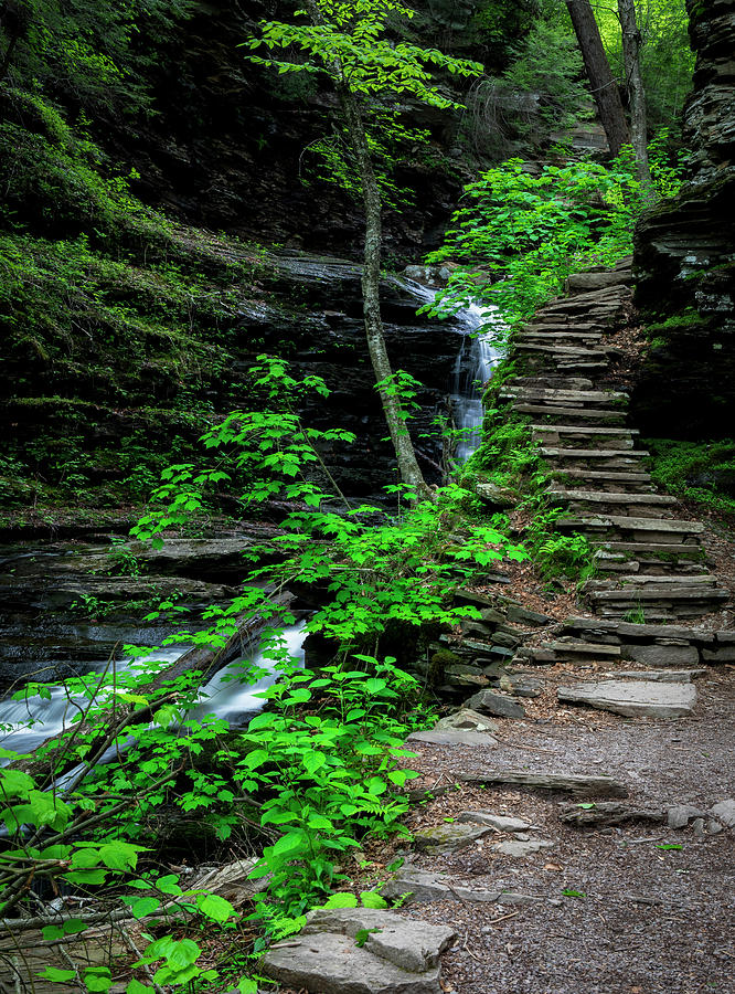 Ricketts Glen Hiking Steps Photograph by Dan Sproul
