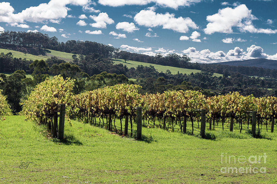 Ricketty Gate Winery, Denmark, Western Australia Photograph by Elaine Teague