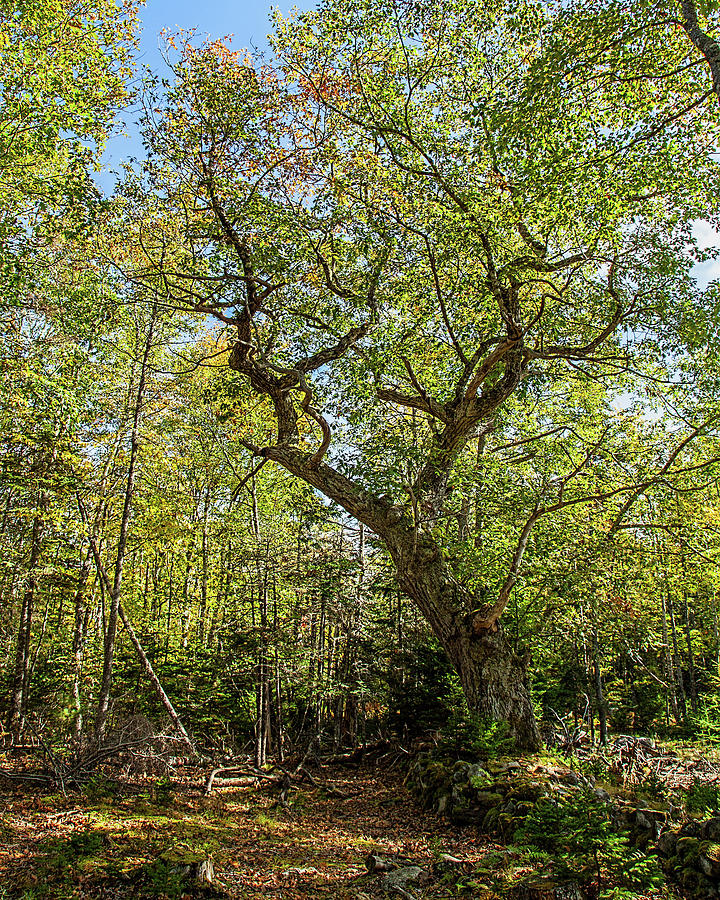 Ricks Oak Tree 3 Photograph by Connie Publicover