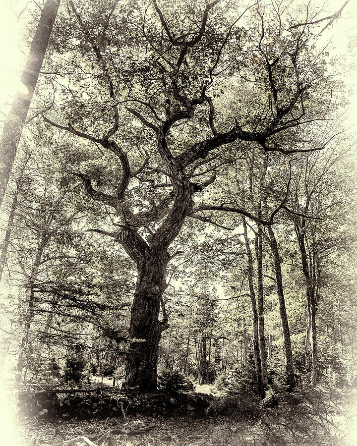 Ricks Oak Tree Photograph by Connie Publicover