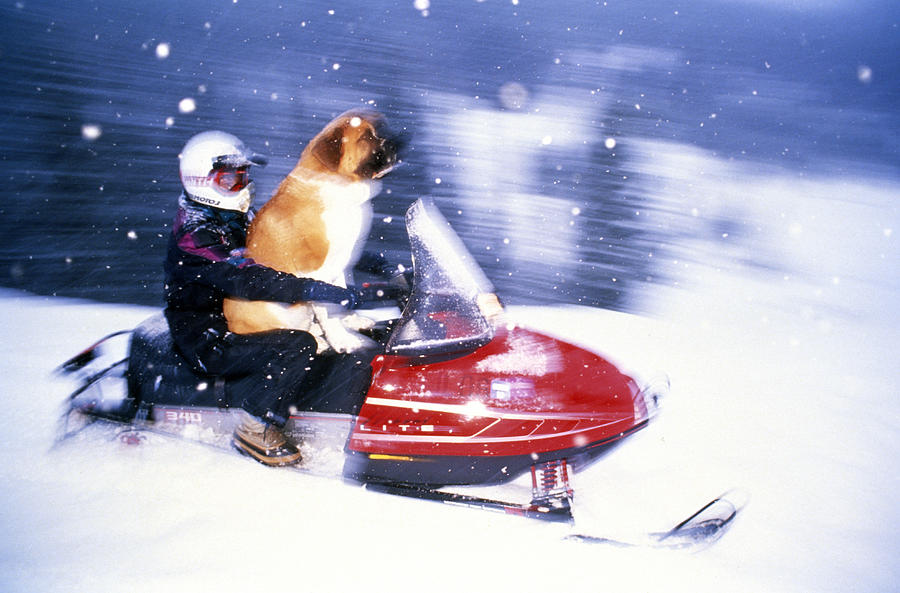 Rider & Dog On Snowmobile In Colorado In Blur Photograph by Michael Melford