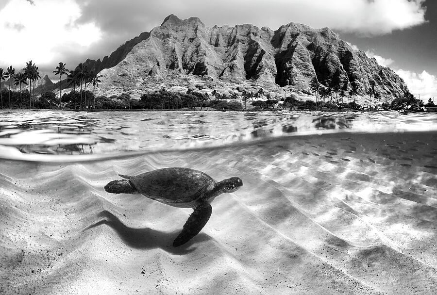 Ridge Turtle Photograph by Sean Davey - Fine Art America