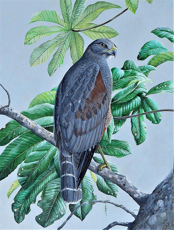 Ridgways Hawk Painting by Barry Kent MacKay
