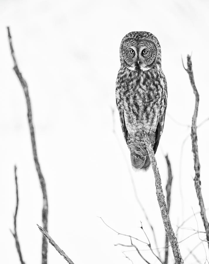 Riding Mountain Great Gray Owl Photograph by Max Waugh