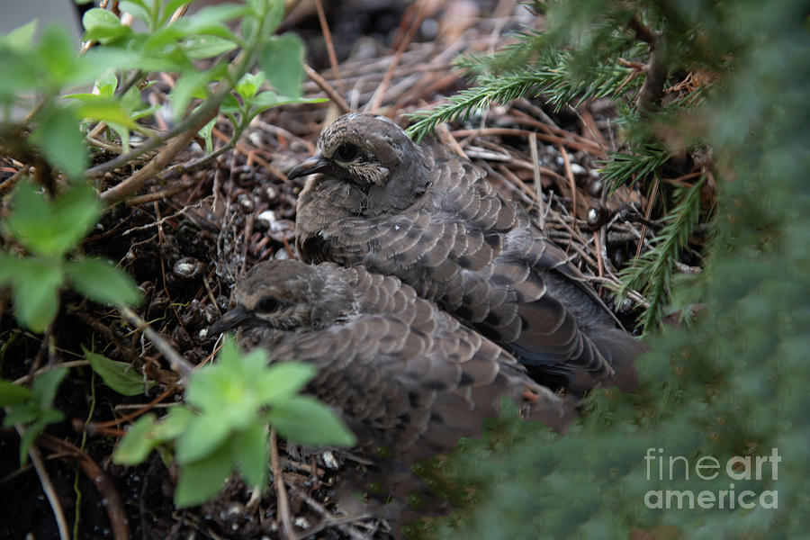Riding The Nest - Doves Photograph