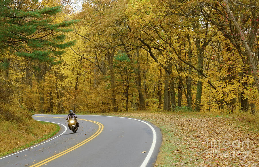 Riding Through The Yellow Forest Photograph