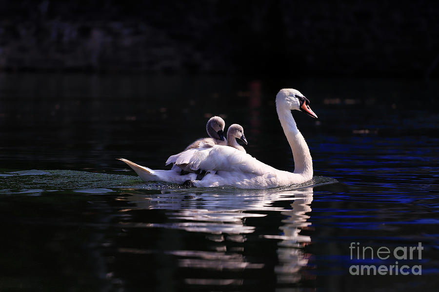 Riding With Mum Photograph by Terri Waters