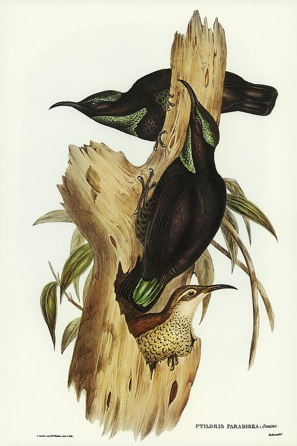 John Gould Drawing - Rifle Bird, Ptiloris paradiseus by John Gould