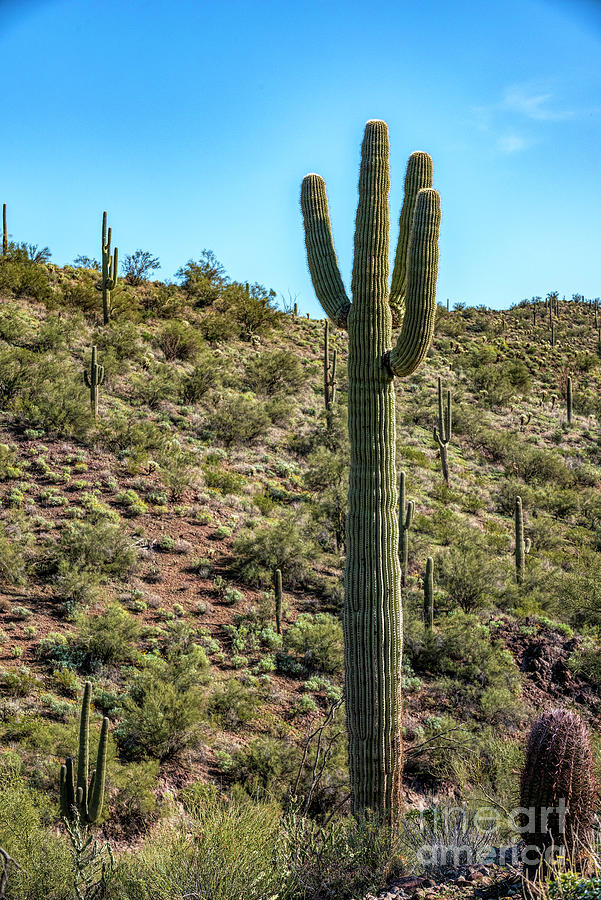 Right Cactus Photograph by Pamela Dunn-Parrish