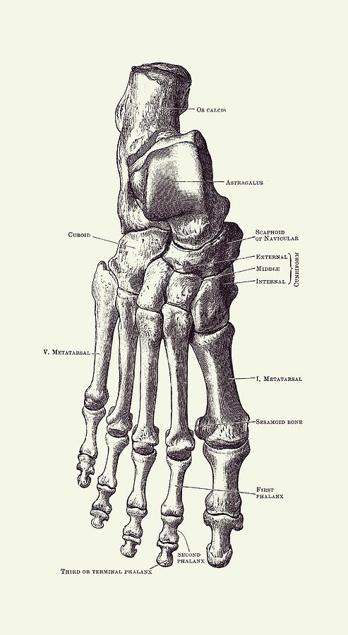 Right Foot Skeletal Diagram - Vintage Anatomy 2 Drawing by Vintage Anatomy Prints