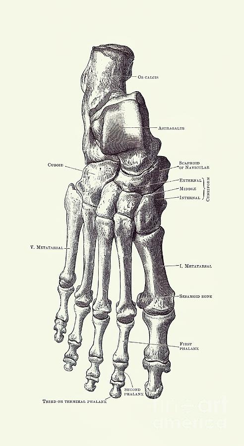 Right Foot Skeletal Diagram Vintage Anatomy Painting by Millie Graham ...