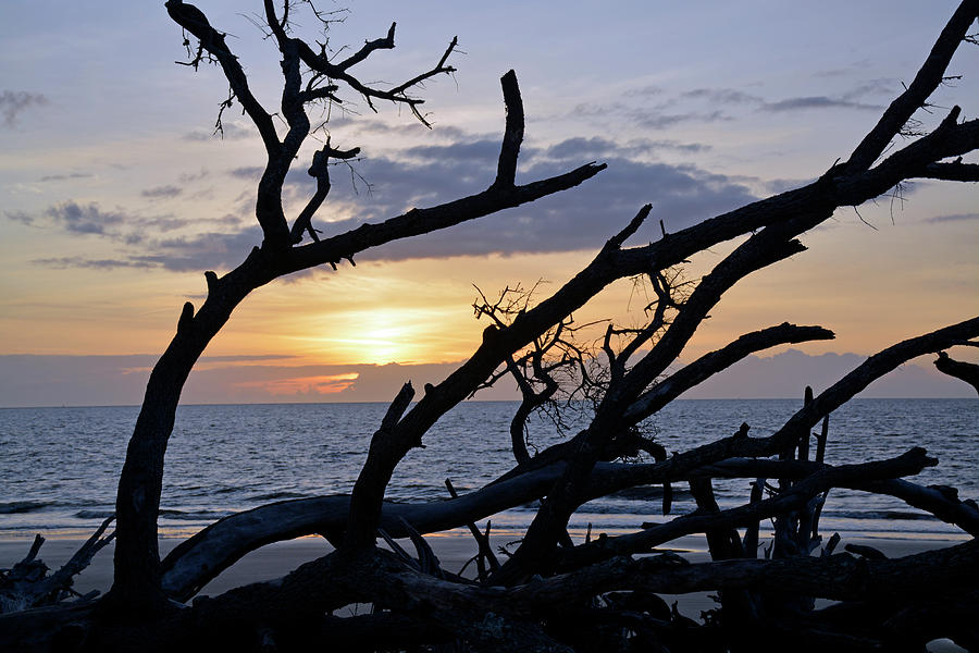 Right Into the Sunrise on Driftwood Beach Photograph by Bruce Gourley