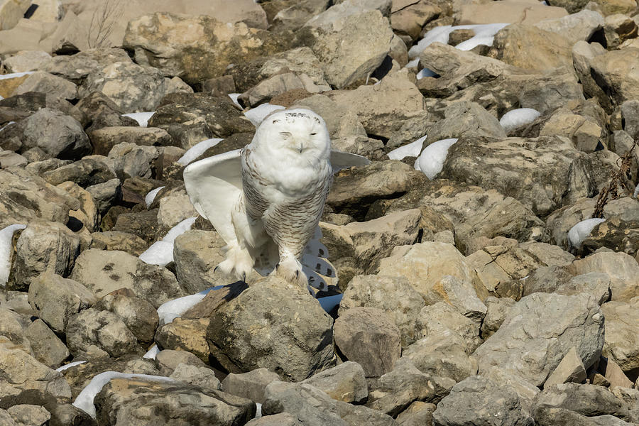 Right Leg Stretch Snowy Owl Photograph by Jack R Perry