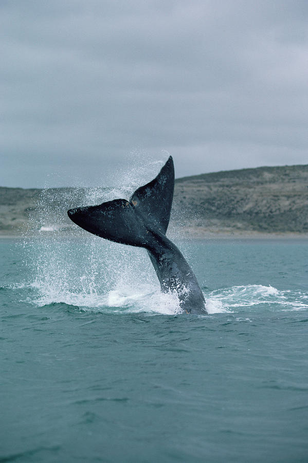 Right Whale Tail Lobbing Photograph by Flip Nicklin