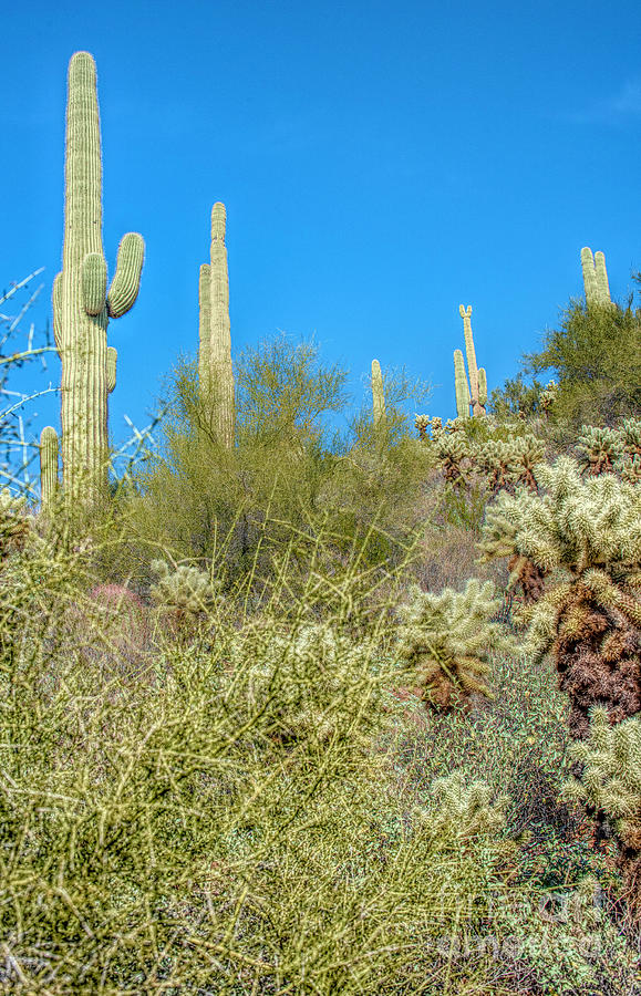 Rim line Cactus Photograph by Pamela Dunn-Parrish