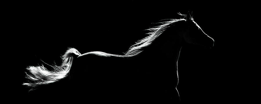 Horse Photograph - Rim Lit Arabian by Wes and Dotty Weber