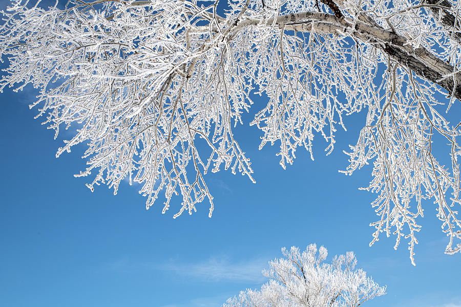 Rime Frost in the Tetons Photograph by Douglas Wielfaert