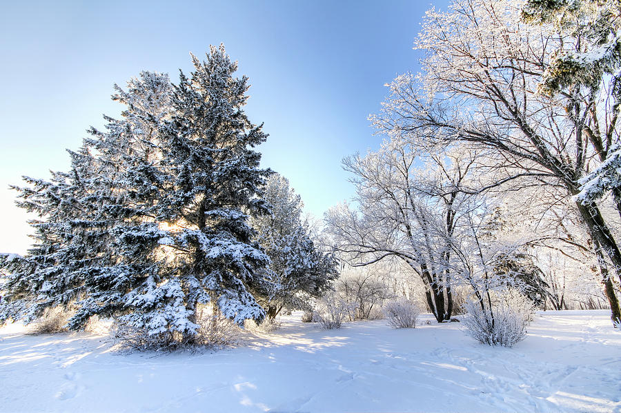 Winter Photograph - Rime Frost in Yorkton SK by Ryan Crouse