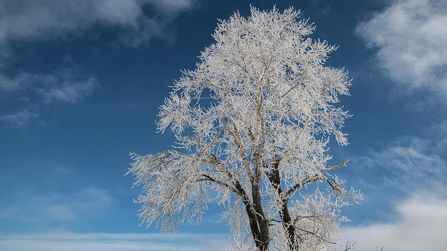 Rime Frost Wonder Photograph by Douglas Wielfaert