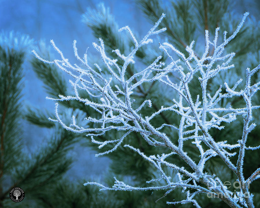 Winter Photograph - Rime Ice Abstract by Trey Foerster
