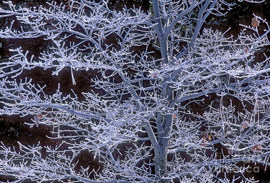 Rime Ice Covered Black Oak In Yosemite  Photograph by Dave Welling