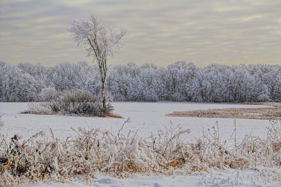 Rime Ice Covered Isolated Tree In A Field Photograph by Dale Kauzlaric