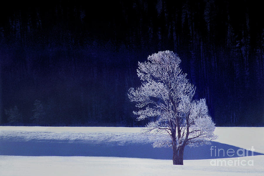 Rime Ice Covered Tree Yellowstone National Park Wyoming Photograph by Dave Welling