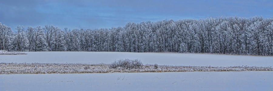 Rime Ice Field Panoramic Photograph by Dale Kauzlaric
