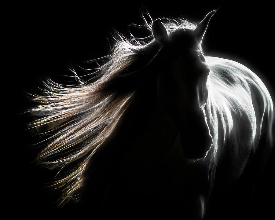 Horse Photograph - Rimlit Lusitano by Wes and Dotty Weber