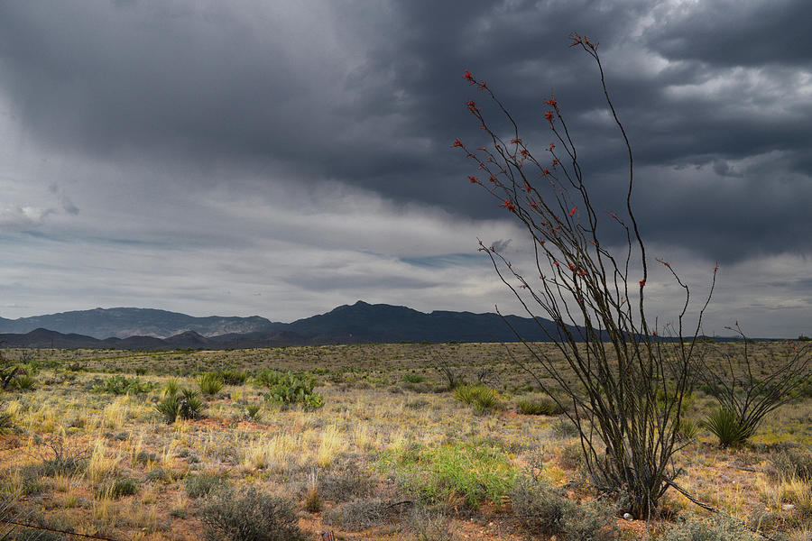 Rincon Mountains Storm Clouds and Ocotillo, Tucson AZ Photograph by Chance Kafka