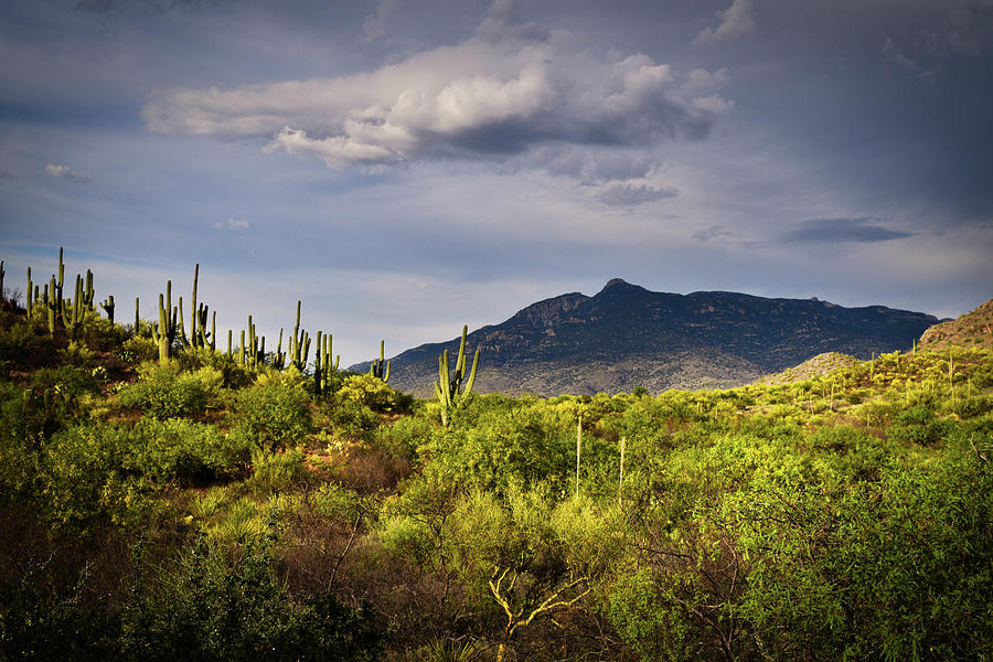Rincon Peak and Saguaro Cactus Sunset Light, Tucson AZ Photograph by Chance Kafka
