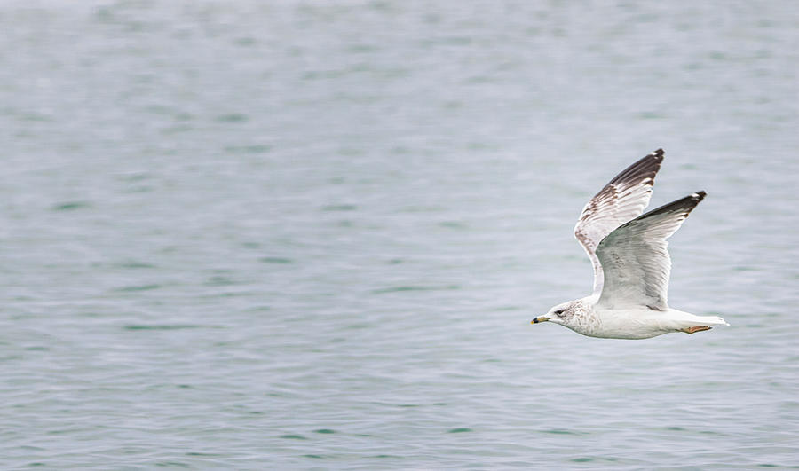 Ring Bill Gull Flying Low Photograph by Bob Decker