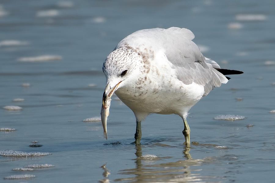 Ring-billed Gull with Fish Photograph by Bradford Martin
