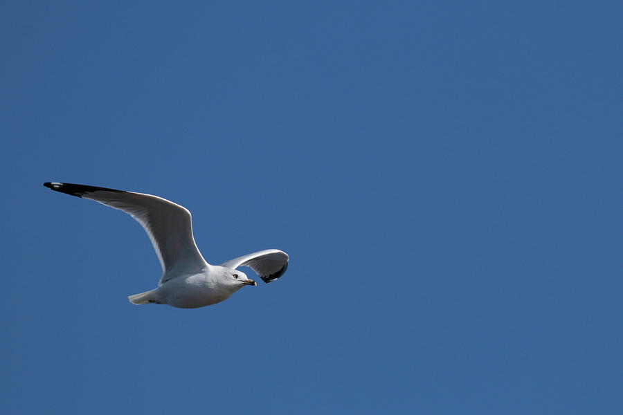 Ring-billed Gull 0632 Photograph by John Moyer